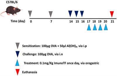 Transfer factors peptides (Imuno TF®) modulate the lung inflammation and airway remodeling in allergic asthma